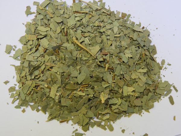 Eucalyptus bladeren